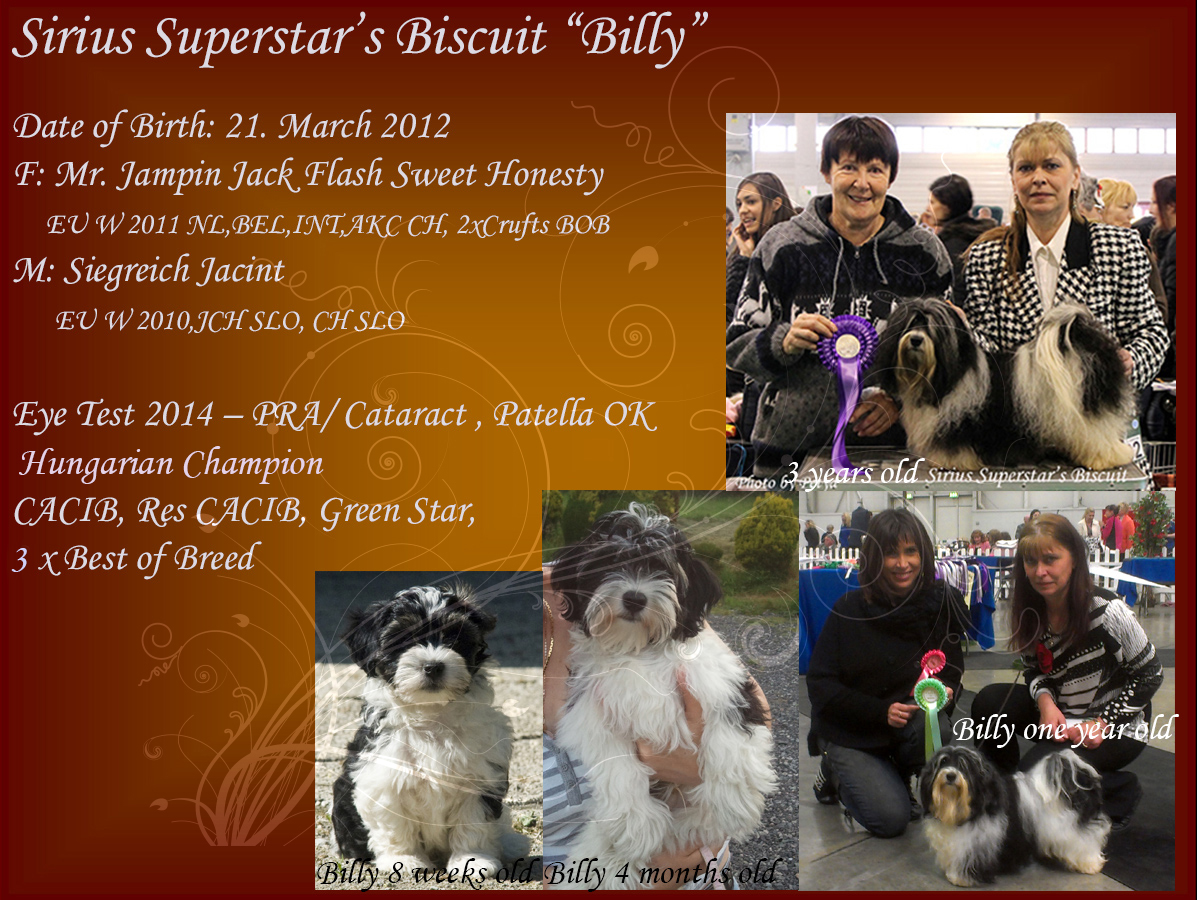 Sirius Superstar's Biscuit "Billy" Havanese male