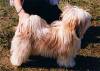 Havanese Galéria - Macho's Toddy's Son