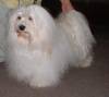 Havanese Gal�ria - Matysek-Mates Z Farmy Zvirat