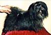 Havanese Gal�ria - Pillowtalk's Black Velvet