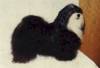 Havanese Gal�ria - Pillowtalk's Diosa