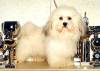 Havanese Gal�ria - Pillowtalk's Grande