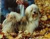 Havanese Gal�ria - Pillowtalk's Jambalaya