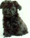 Havanese Gal�ria - S.R.R.'s Cuban Doll O' Pillowtalk