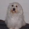 Havanese Gal�ria - Black-Puppies N�rcisz