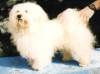 Havanese Gal�ria - V�rdombi F�nyes Perseus