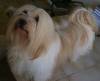 Havanese Gal�ria - Borsikai Selymes Wonderful