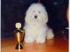 Havanese Gal�ria - S.R.R.'s Mister Sandman