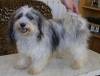 Havanese Gal�ria - Siegreich Fanni