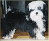 Havanese Gal�ria - Siegreich Csini