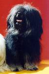 Havanese Gal�ria - Dani