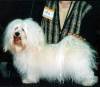 Havanese Gal�ria - Amor's Amigo's Blanquecino