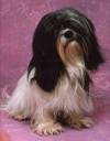 Havanese Gal�ria - Anfi