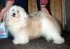 Havanese Gal�ria - Havana's Toreador O'Pillowtalk