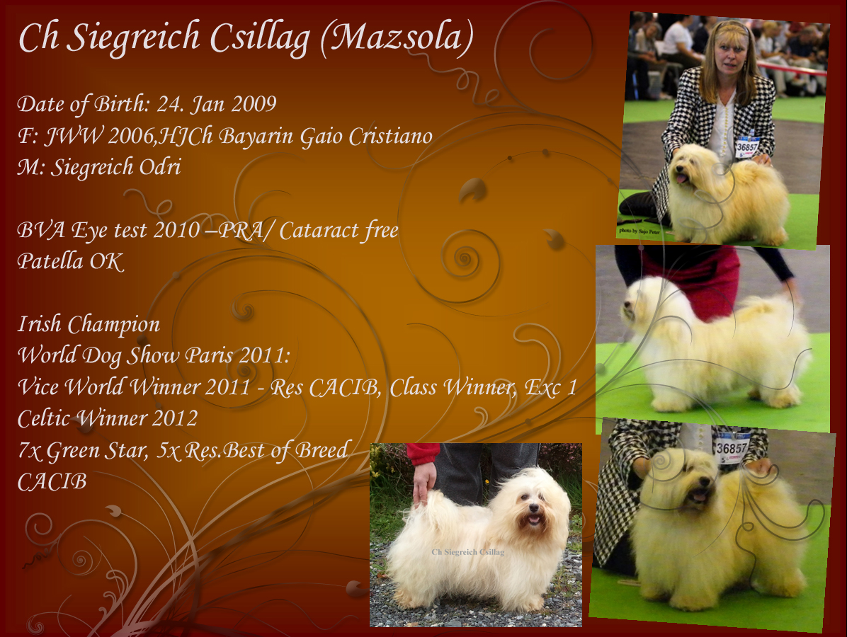 Vice World Winner Havanese Female Siegreich Csillag