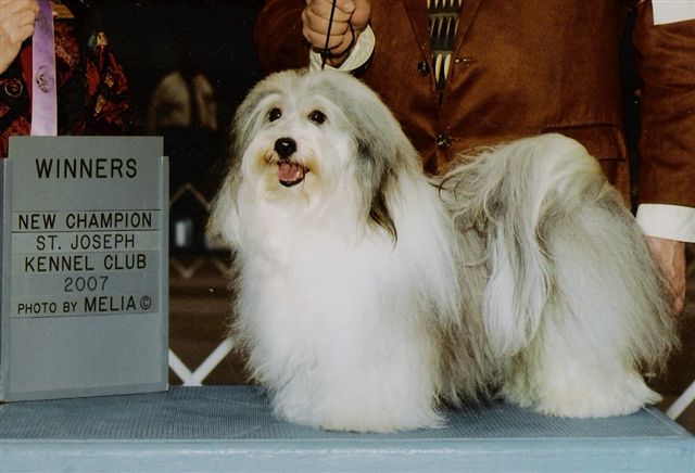 AKC Ch Siegreich Nieko