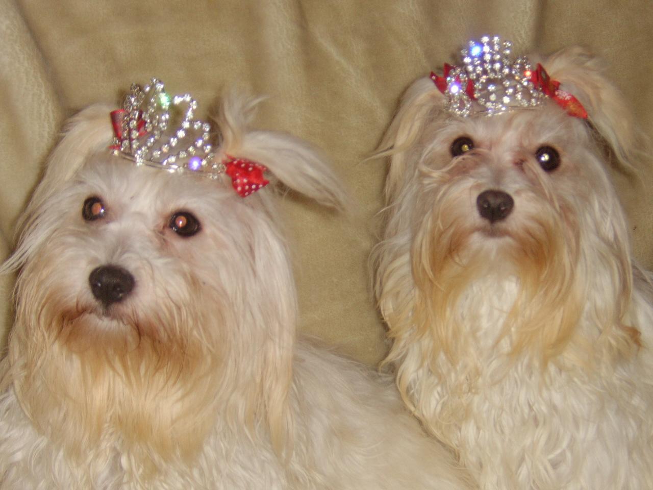 princess Dalma and Cilla