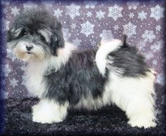 Siegreich Rocke havanese female, photo by Cindy