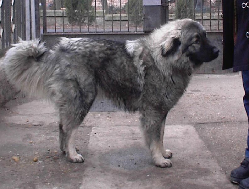 Siegreich Onix 1 year old