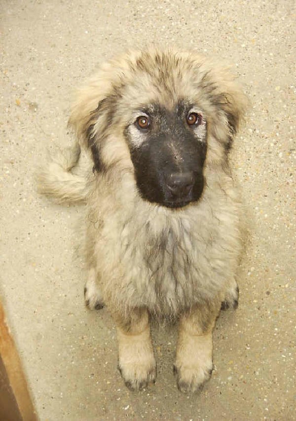 Goran 4 months old