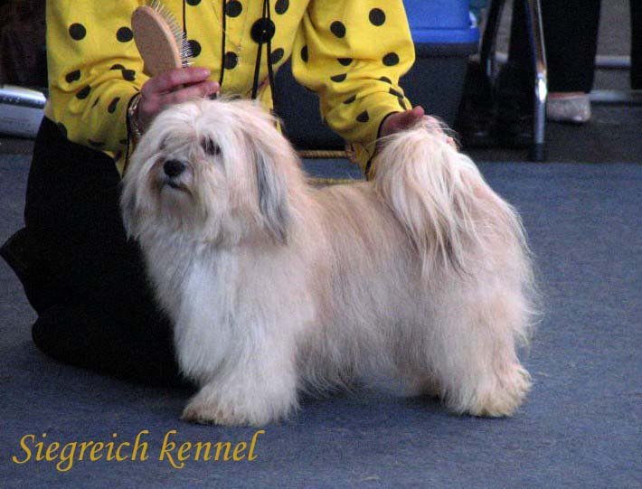 Felix - Havanese male