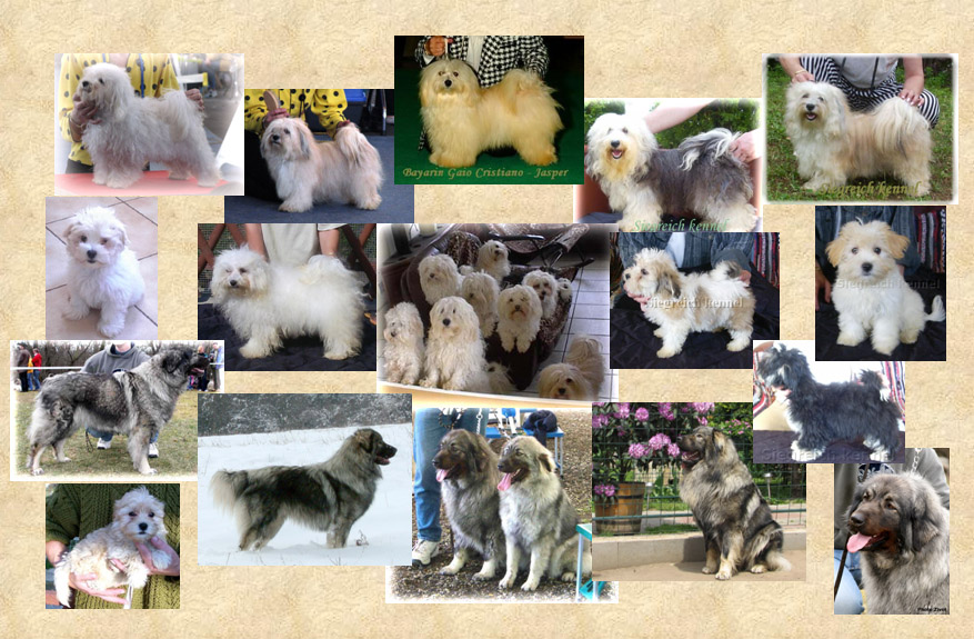 Bichon Havanese Junior World Winner 2006, Bichon Havanais, Bolognese, Sarplaninac dogs, puppies